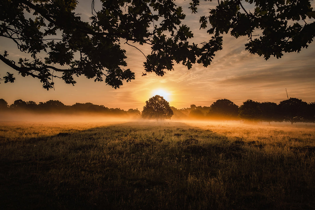 What Is Rewilding and Where Can You Go to Support a Rewilding Project?