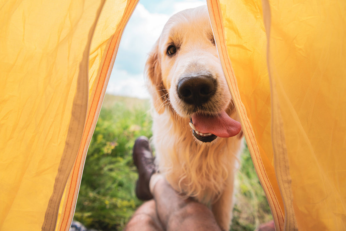 Camping With Your Dog? Here's How to Make Sure It Goes Smoothly