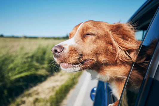 The Ultimate Dog Packing List — What to Pack for Your Pet