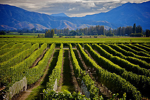New Zealand Wine Tasting: The Best Vineyards